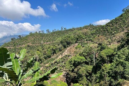 San Jose Tarrazu Coffee Experience Private tour