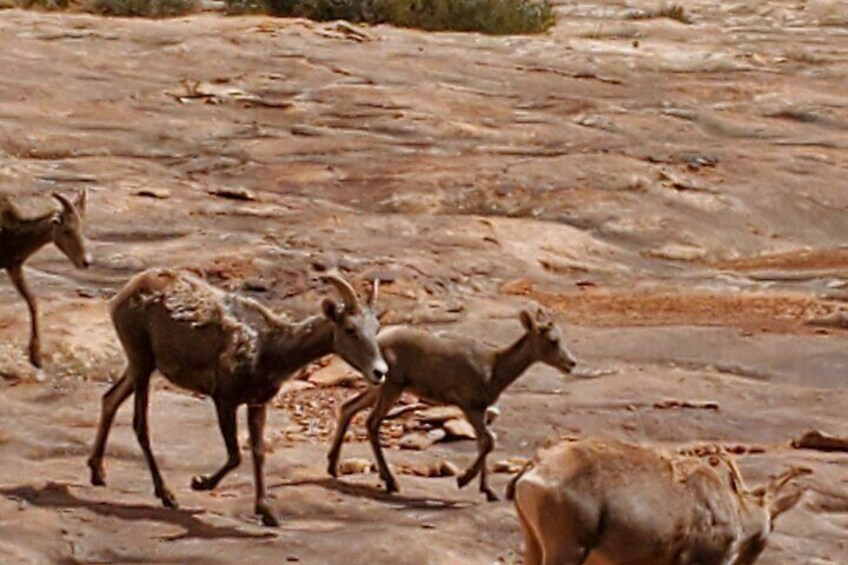 Day Tour Arches and Canyonlands National Park in Utah