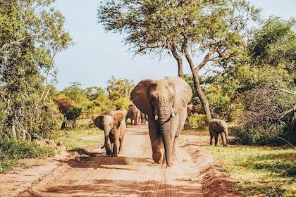 4 Days Radisson Safari Hotel and Kruger National Park, Limpopo