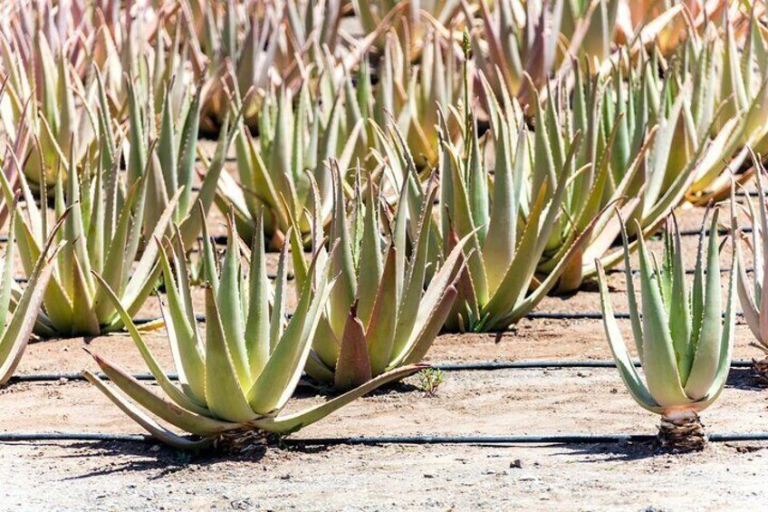 Full Day Fuerteventura Villages Tour