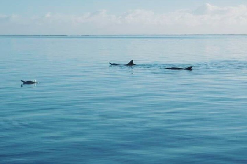 Watching spinner dolphins