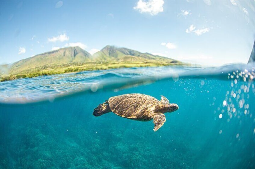 You will see amazing sea life while snorkeling, including Hawaiian Sea Turtles, also called Honu in Hawaiian.