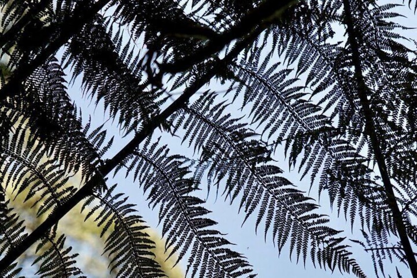 Soft Green fern