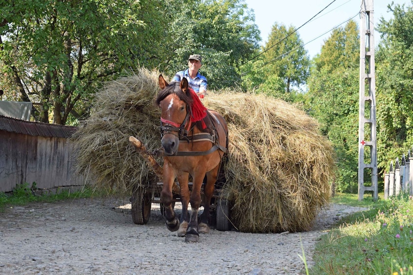 Picture 2 for Activity Maramures day tour (from Cluj-Napoca)