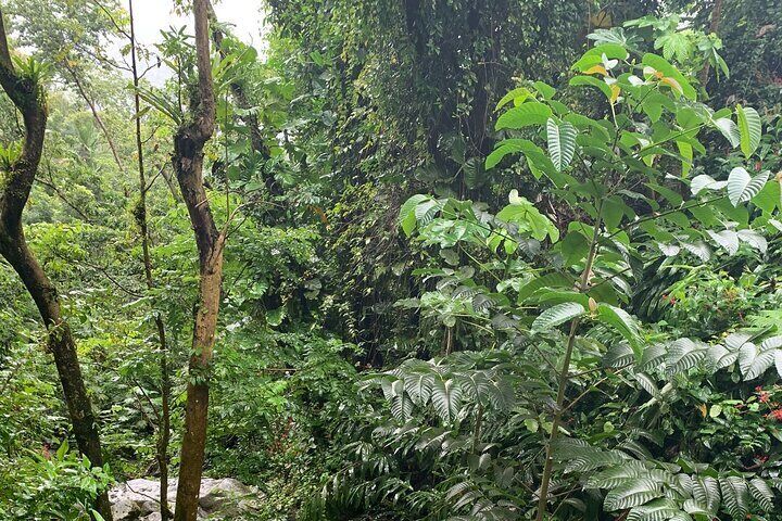 El Yunque National Forest and Luquillo Kiosks Combo