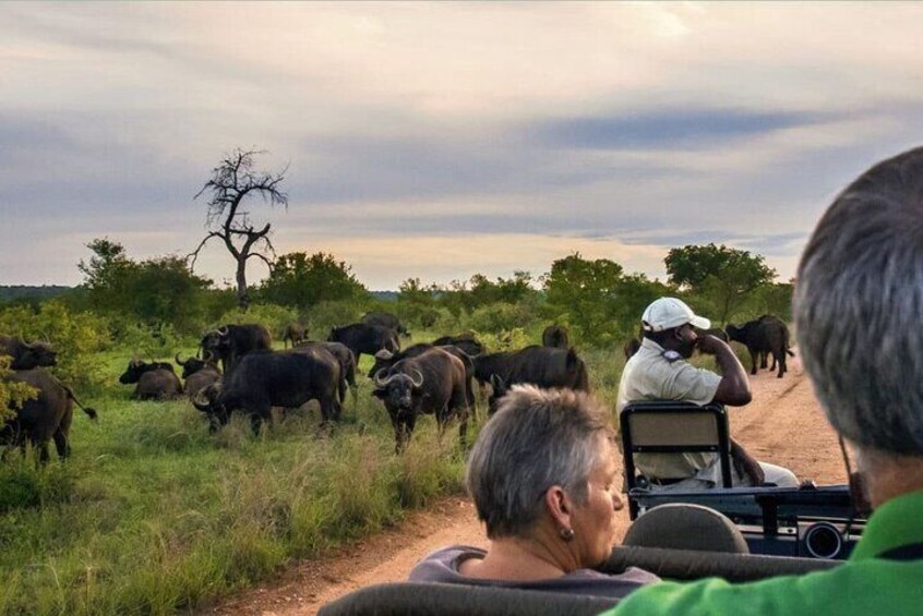 Kruger National Park 4 Day Safari from Johannesburg and Pretoria