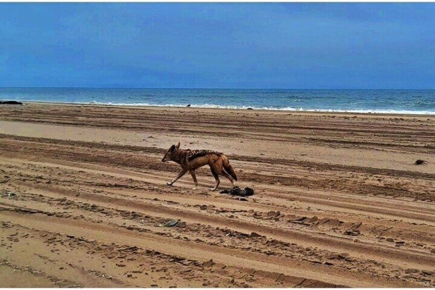 Sandwich Harbour 4x4 Tours at Walvisbay, Namibia