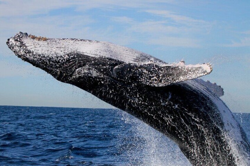 Whale Breaching off Lake Macquarie