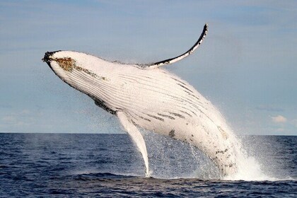 Whale Watching Discovery Tour from Lake Macquarie