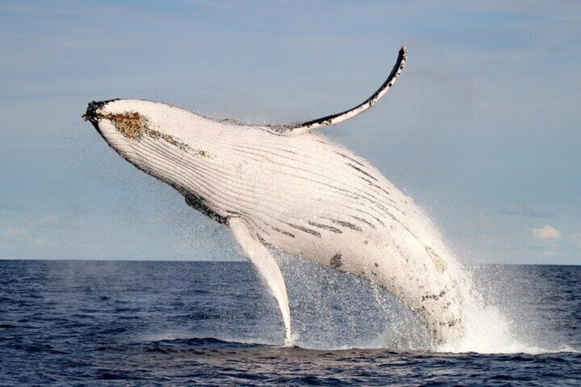 Whale Watching Lake Macquarie NSW