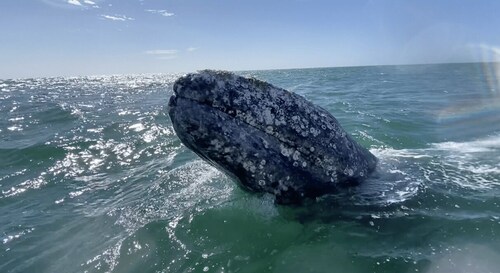 Whale Watching Tour in La Paz