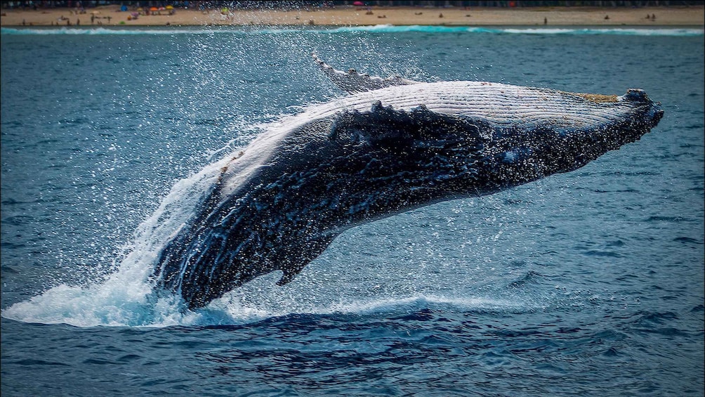 Picture 5 for Activity Whale Watching Tour in La Paz