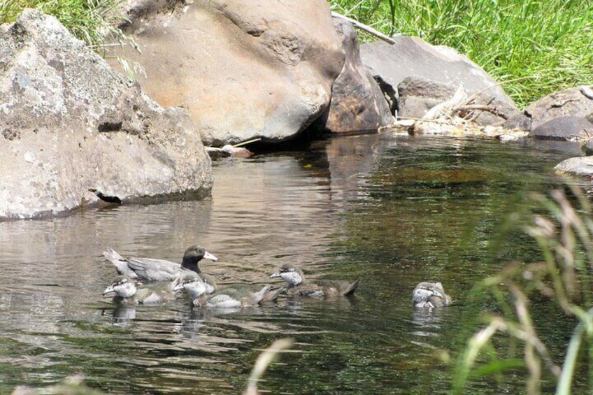 See the endangered whio or blue duck that live on the river