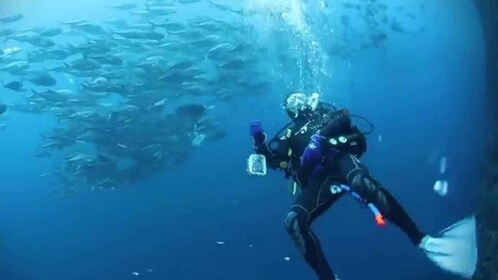 Buceo en el santuario de Malpelo