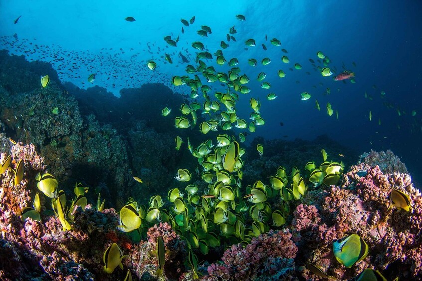 Picture 3 for Activity Diving to Malpelo’s Sanctuary