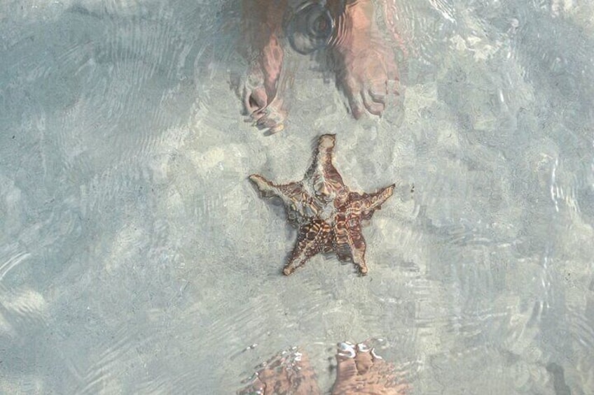 Cayman Ultimate Adventure: Stingray City, Snorkeling & Lunch