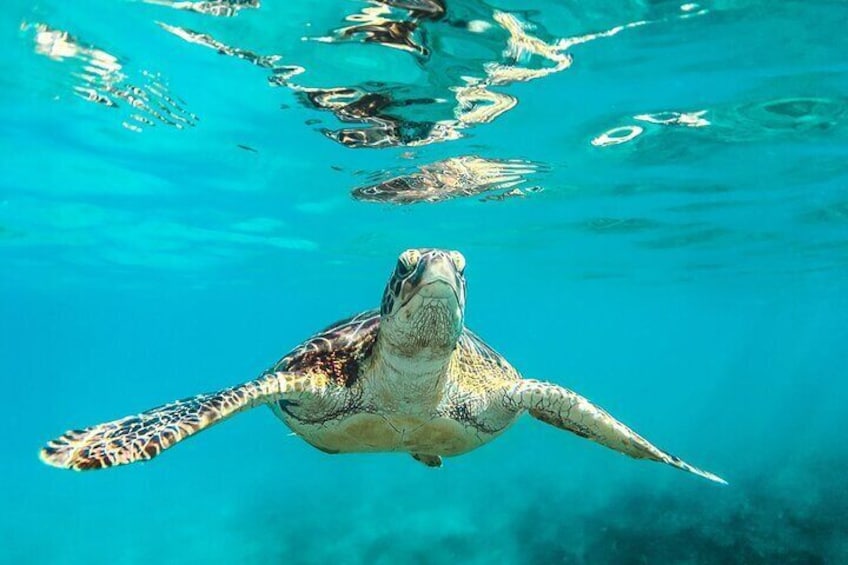 Cayman Ultimate Adventure: Stingray City, Snorkeling & Lunch