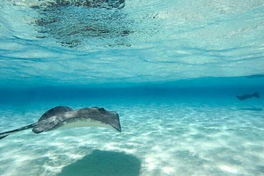 Cayman Ultimate Adventure: Stingray City, Snorkeling & Lunch