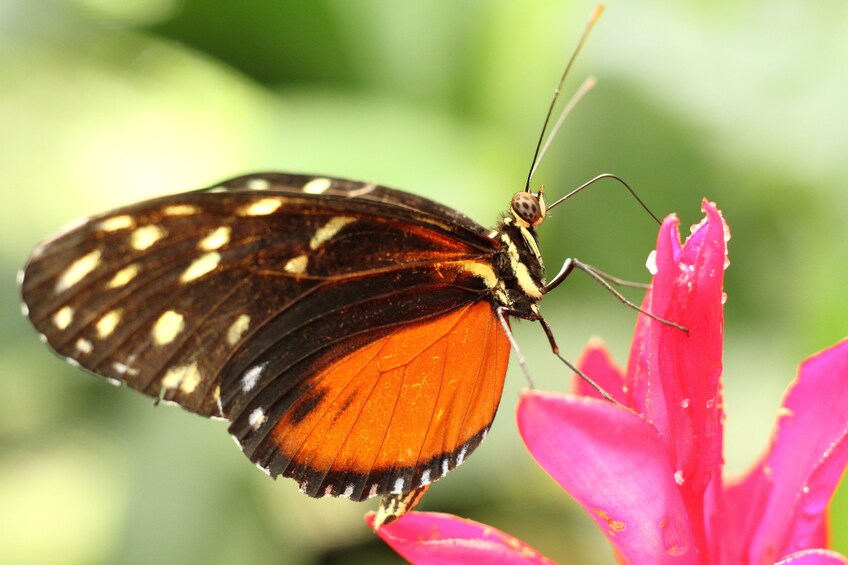 Nature Walk at Ecogolical Park and Butterfly Garden Danaus