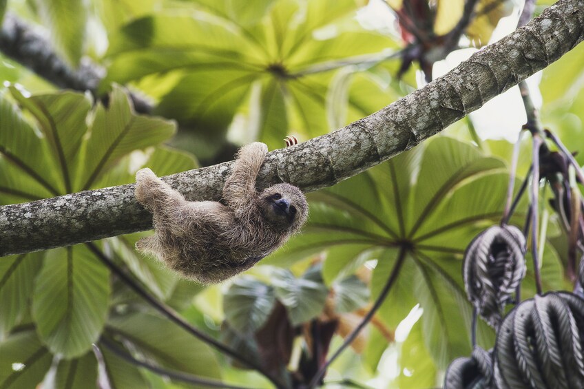 Adorable sloth clinging to a tree branch in Costa Rica