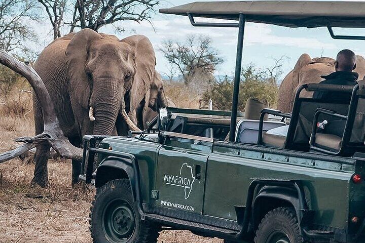 Kruger Park safari vehicle with Elephant