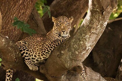 Full Day Kruger National Park Tour