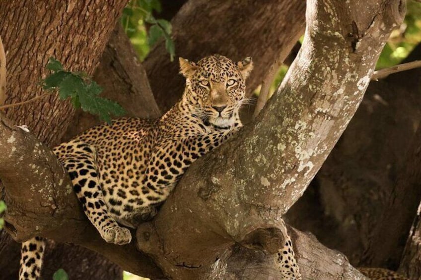 Leopard sighting in Satara