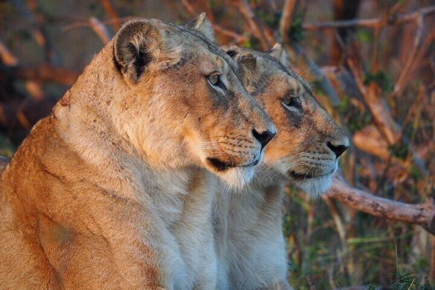 Full Day Kruger National Park Tour