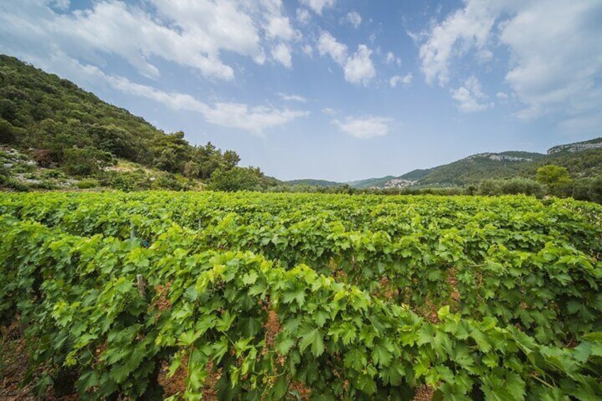 Private Korcula wine tour and tasting 