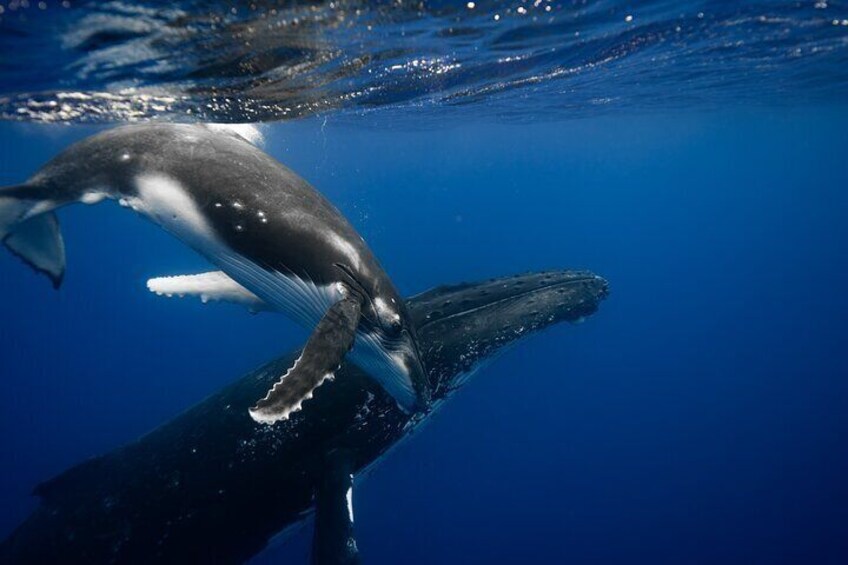 Humpback whale and its calf