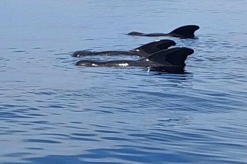 Pilot Whales