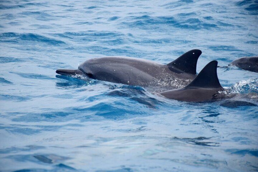 Spinner dolphins