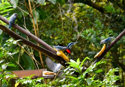 Cali : Observation des oiseaux à Dapa