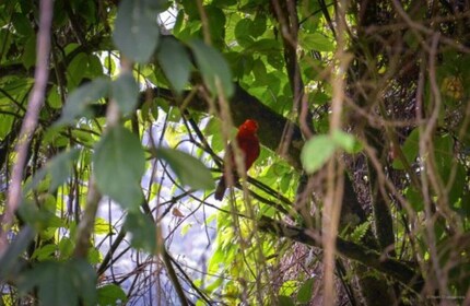 Cali: observación de aves en Pance