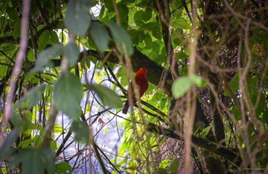 Cali: Birdwatching in Pance