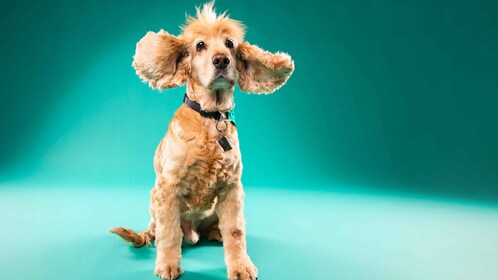 Pet Photography studio session with family portraits