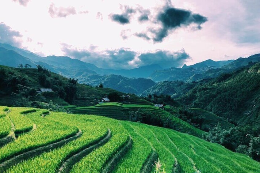 Terrace Rice Field