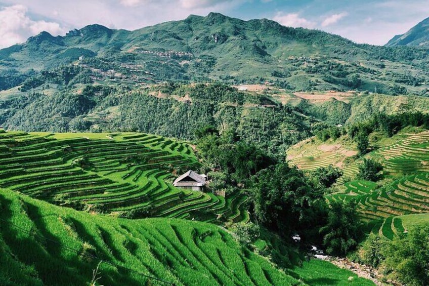 Terrace Rice Field