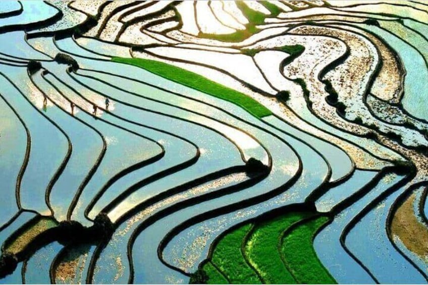 Terrace Rice Field