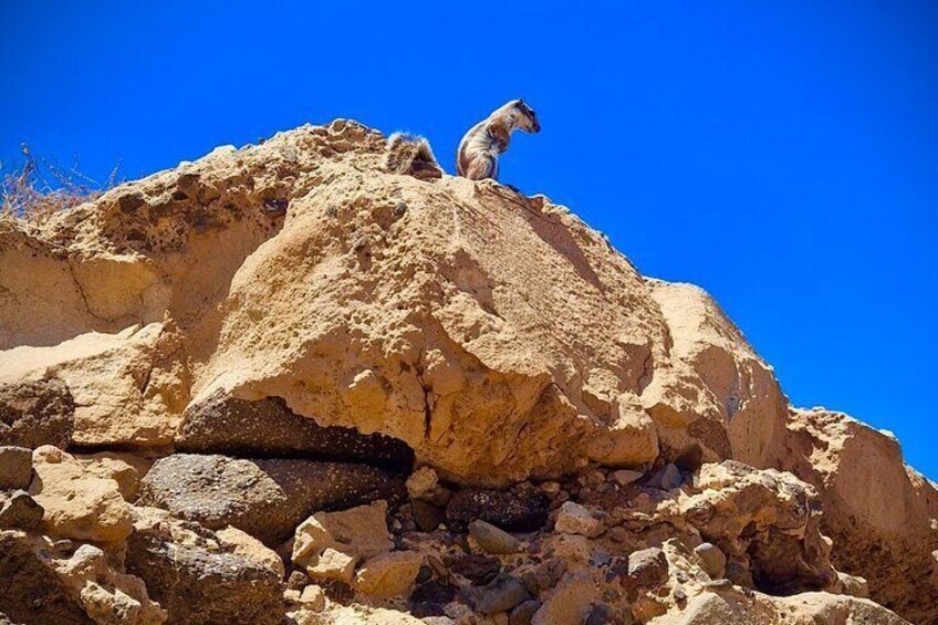 Fuerteventura, PRIVATE Island guided SIGHSEEING Tour