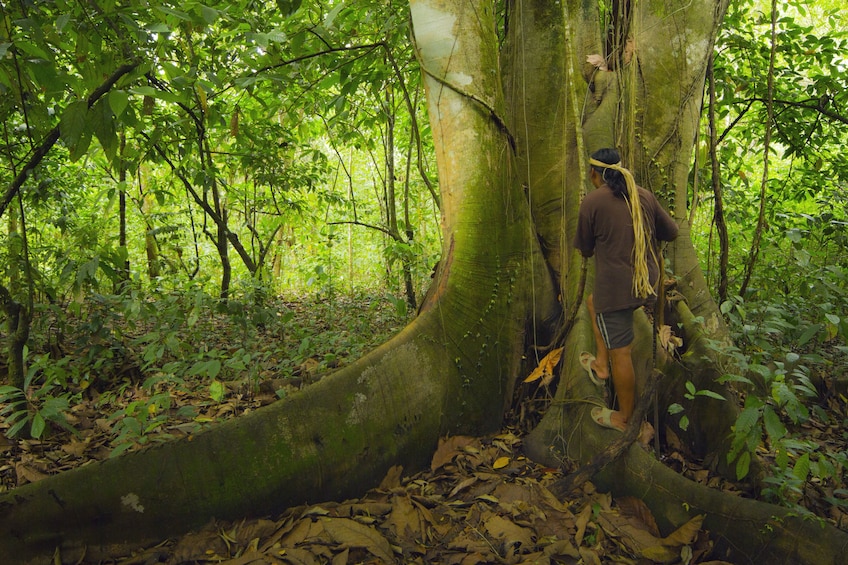 Man near giant buttress tree in Costa Rica