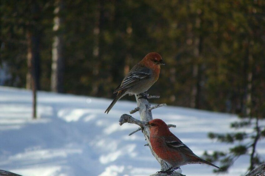 Pine Grosbeaks are regular visitors from February.