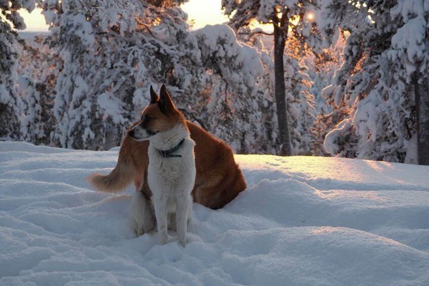 Our dogs might join the snowshoe walk too.