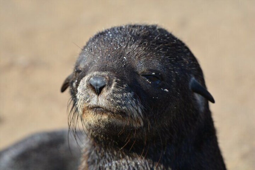 Cute baby seal