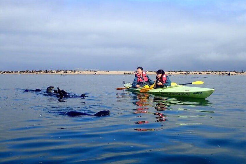 Tranquil Seal Kayaking
