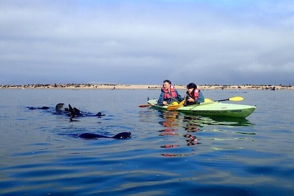 Half-Day Seal Kayak Adventure at Pelican Point in Walvis Bay