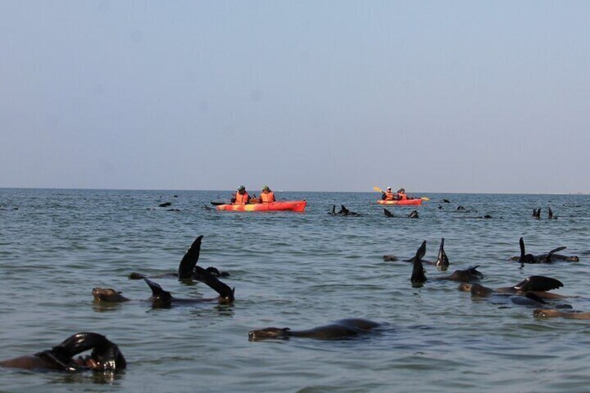 Half Day Original Seal Kayak Adventure, Pelican Point, Walvis Bay