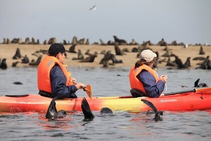 Half-Day Seal Kayak Adventure at Pelican Point in Walvis Bay