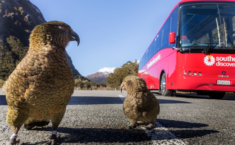 Pair of birds in New Zealand