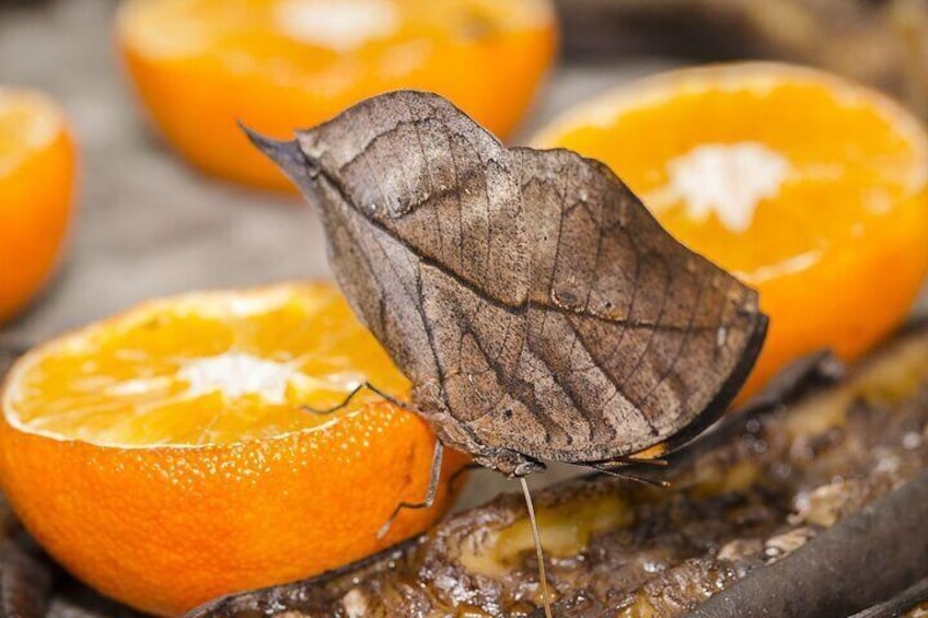 Tailed Cecropian Butterfly Enjoying Oranges